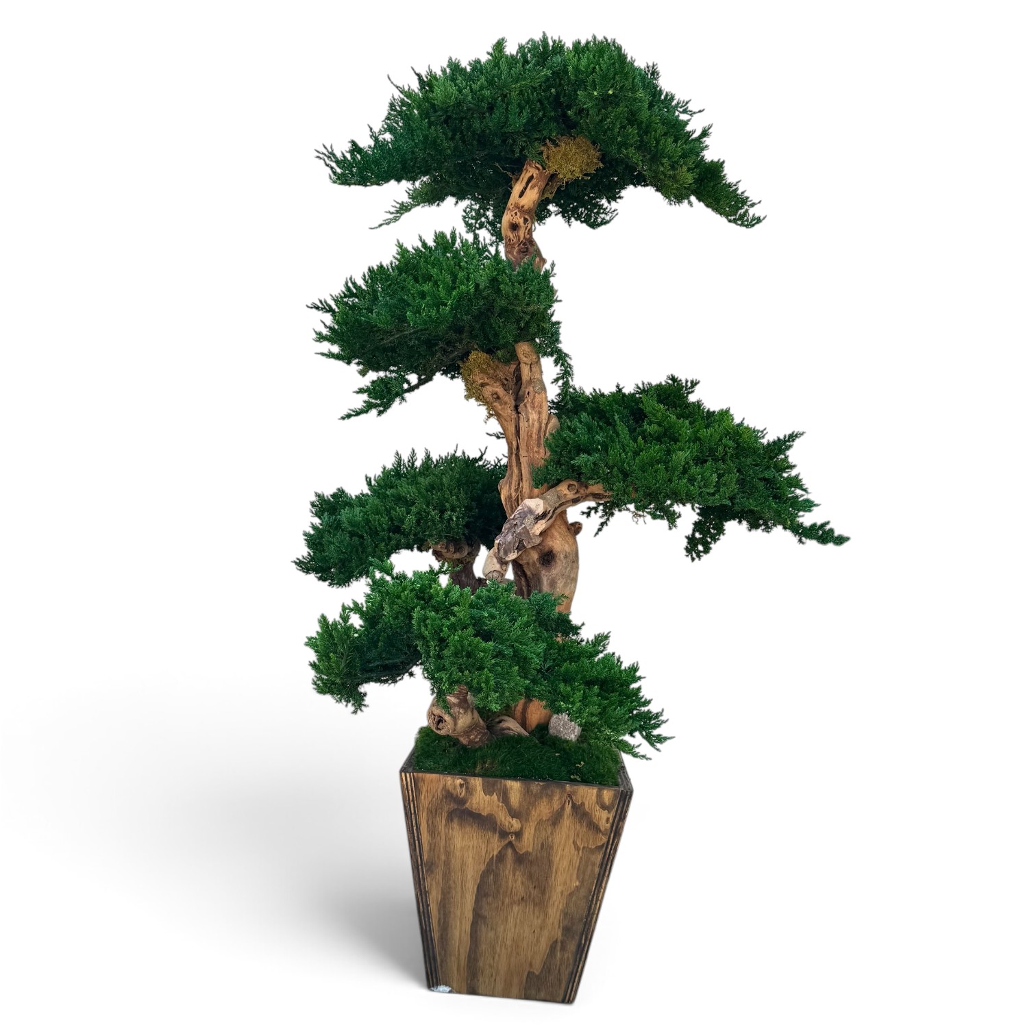 Senshi Bonsai - 48-Inch Preserved Bonsai Tree